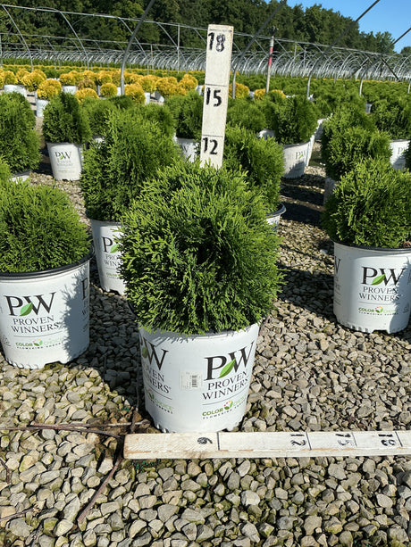 Tater Tot Arborvitae in a Proven Winners #2 container at a nursery, showing its dense rounded evergreen form.