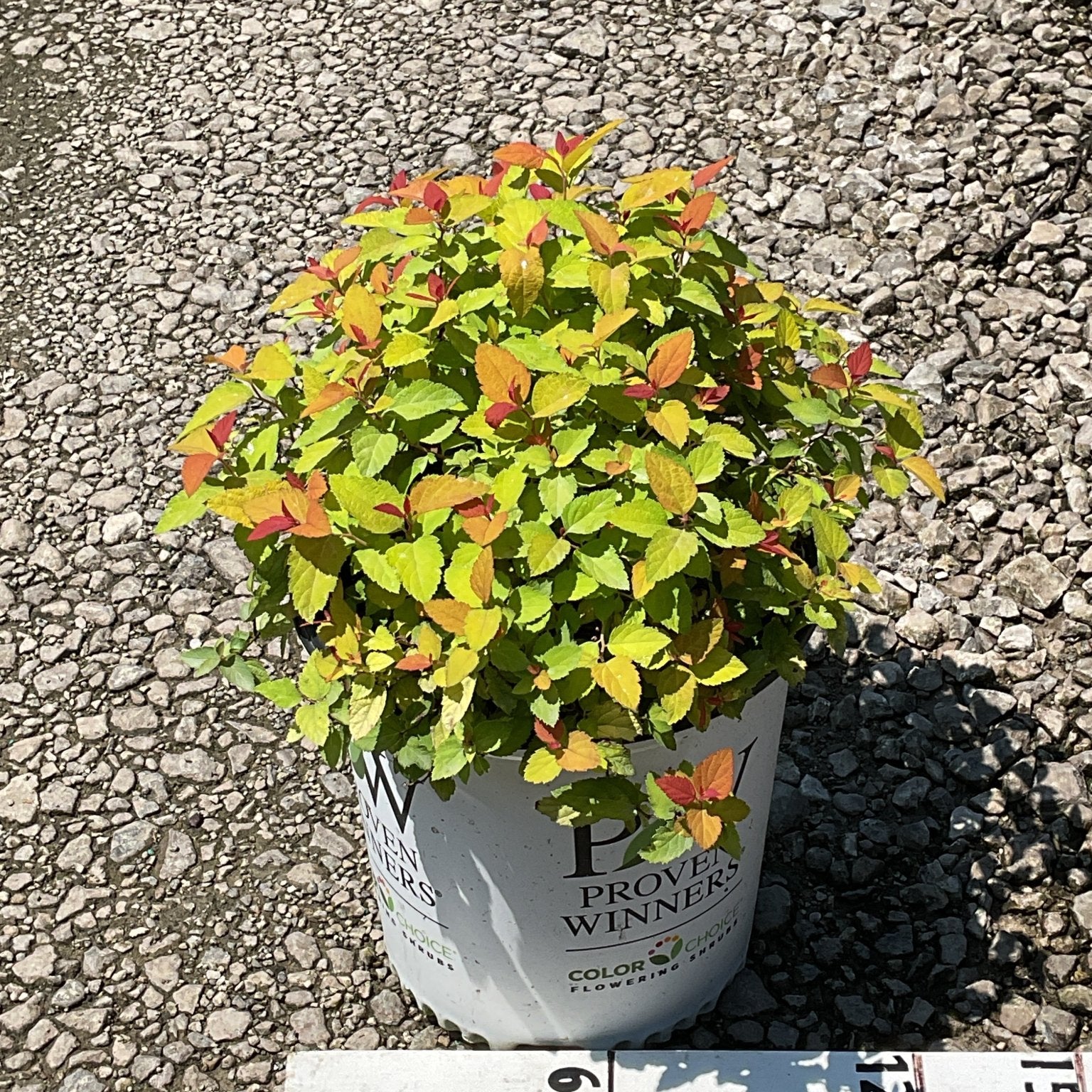 Double Play Candy Corn Spirea shrub in a Proven Winners #2 container, showing vivid yellow, orange, and red foliage.