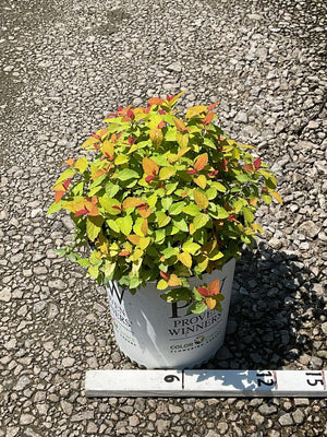 Double Play Candy Corn Spirea shrub in a Proven Winners #2 container, showing vivid yellow, orange, and red foliage.