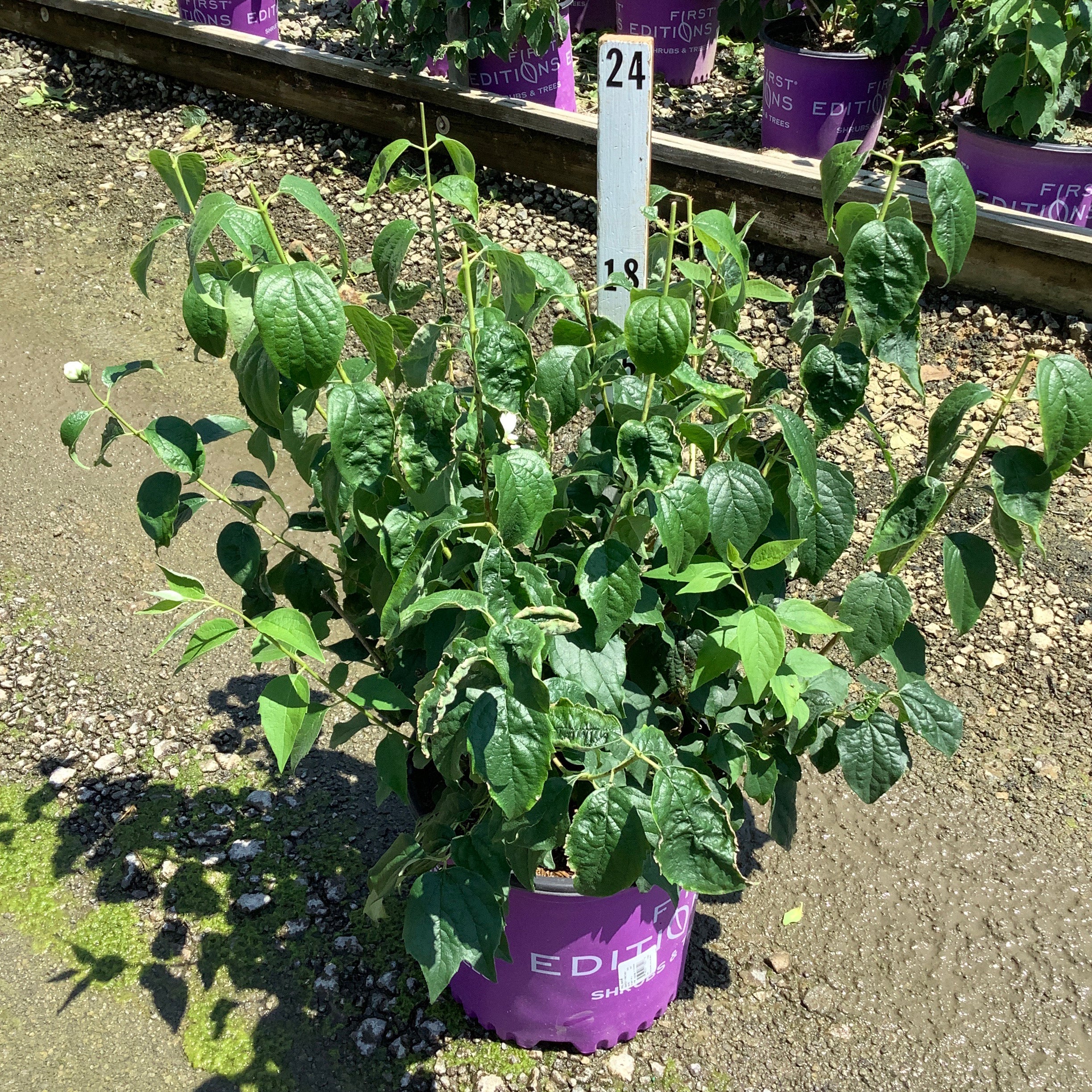 Snow White Mock Orange shrub in a #3 container showing dense green foliage at a nursery growing facility.