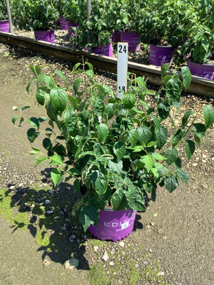 Snow White Mock Orange shrub in a #3 container showing dense green foliage at a nursery growing facility.
