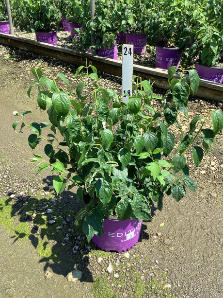 Snow White Mock Orange shrub in a #3 container showing dense green foliage at a nursery growing facility.