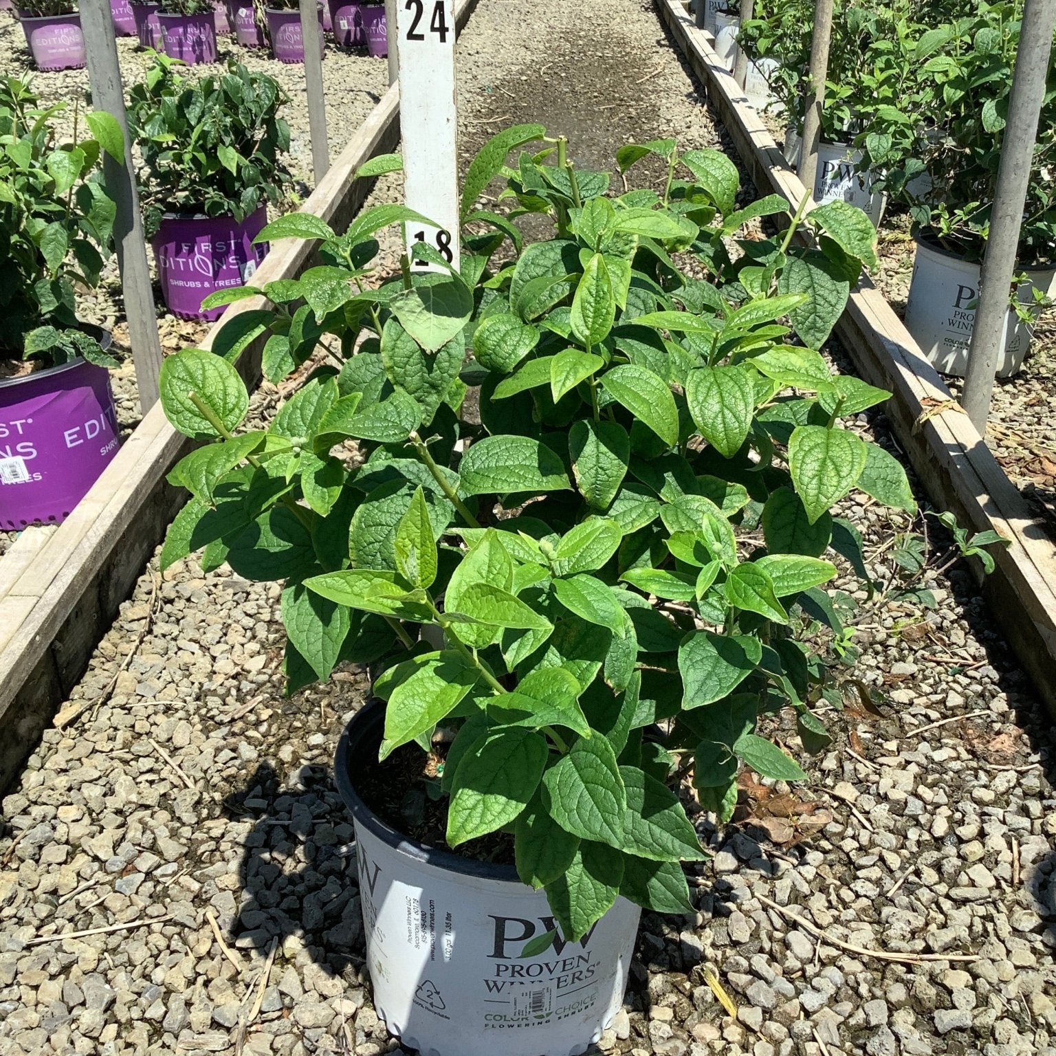 Illuminati Arch Mockorange shrub in a Proven Winners #3 container showing dense green foliage at a nursery growing facility.