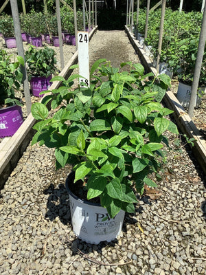 Illuminati Arch Mockorange shrub in a Proven Winners #3 container showing dense green foliage at a nursery growing facility.