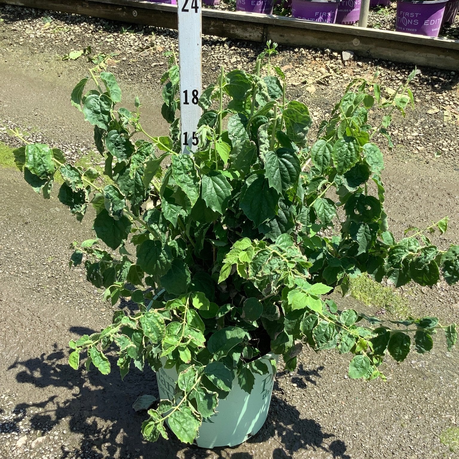 Pearls of Perfume Mock Orange shrub in a #3 container at a nursery, showing dense green foliage with arching stems.