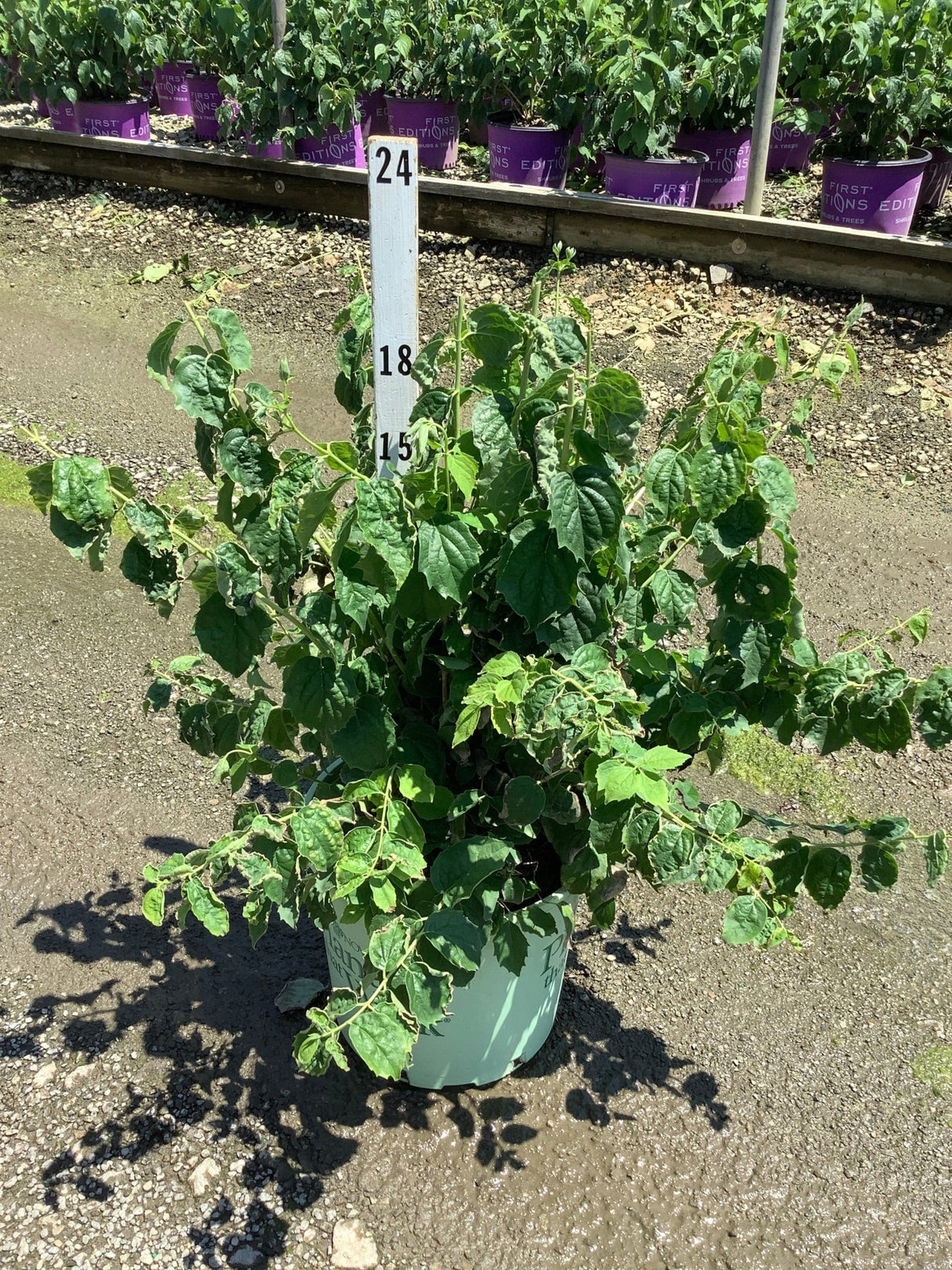 Pearls of Perfume Mock Orange shrub in a #3 container at a nursery, showing dense green foliage with arching stems.