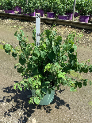 Pearls of Perfume Mock Orange shrub in a #3 container at a nursery, showing dense green foliage with arching stems.