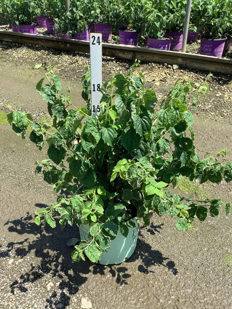 Pearls of Perfume Mock Orange shrub in a #3 container at a nursery, showing dense green foliage with arching stems.
