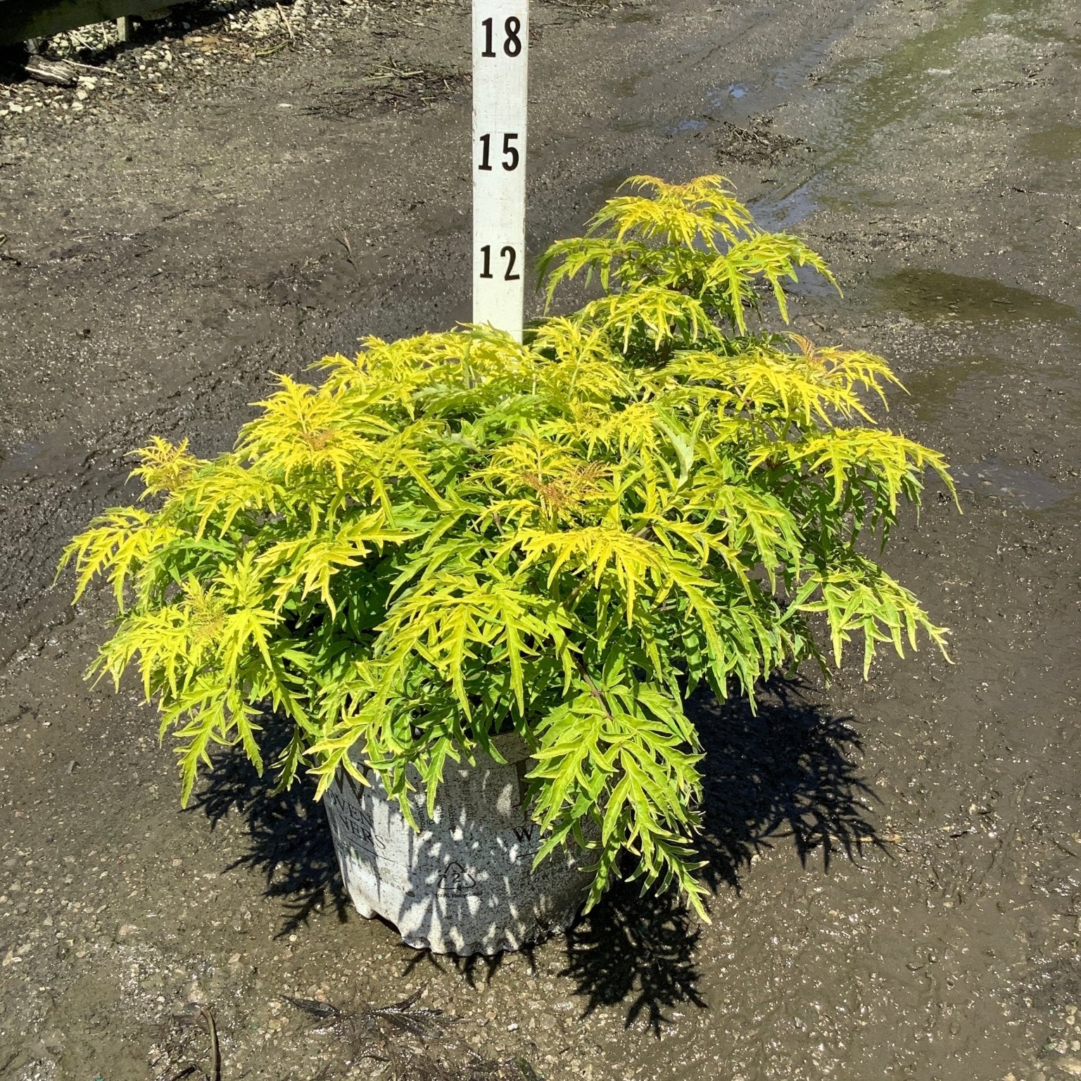 Lemony Lace Elderberry shrub in a #3 container showing bright chartreuse, finely cut foliage at a nursery.