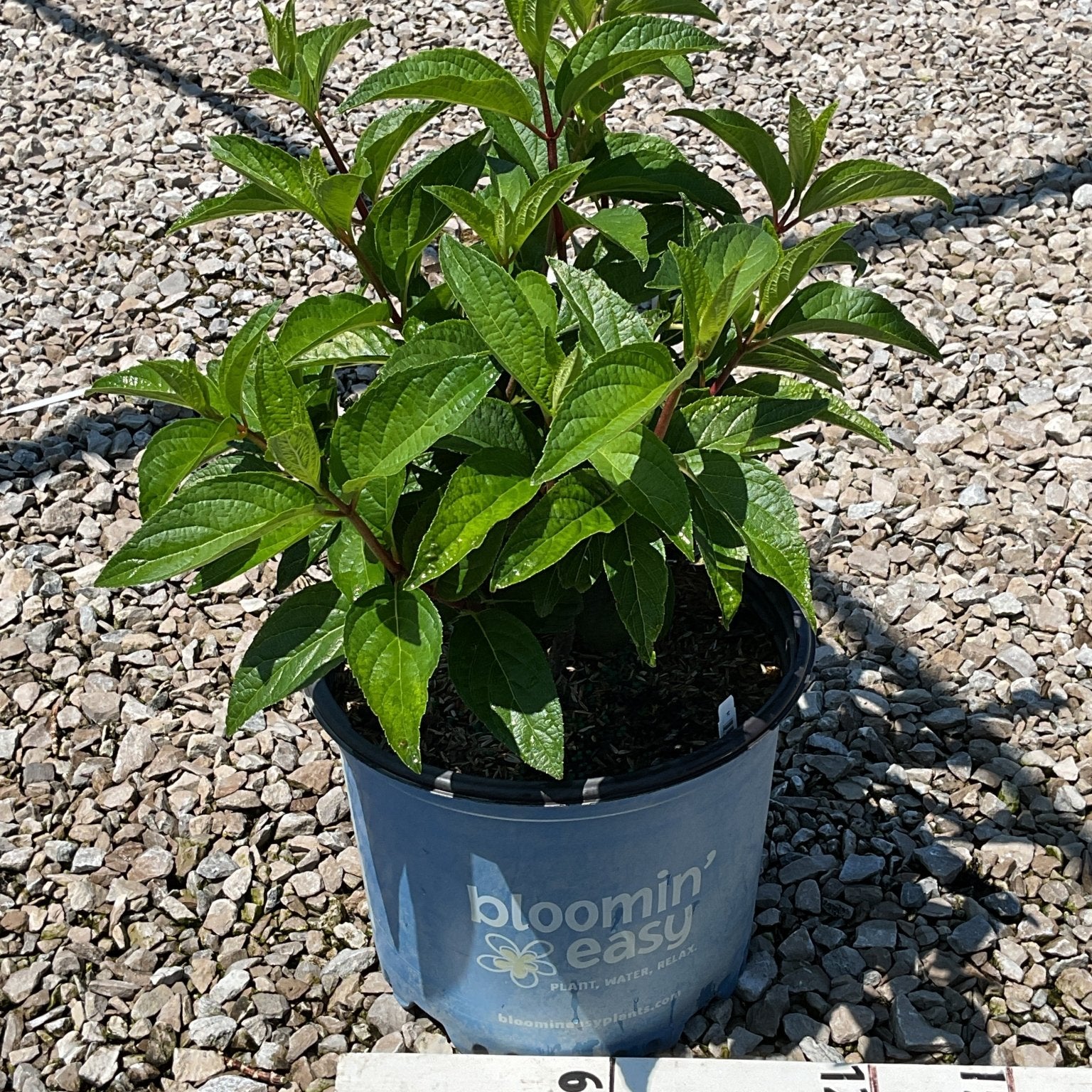 FLARE Panicle Hydrangea in a #3 container showing lush green foliage with reddish stems on a gravel surface.