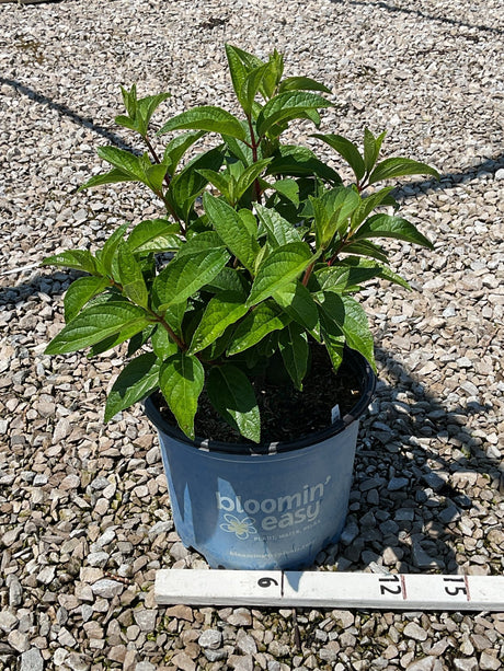 FLARE Panicle Hydrangea in a #3 container showing lush green foliage with reddish stems on a gravel surface.