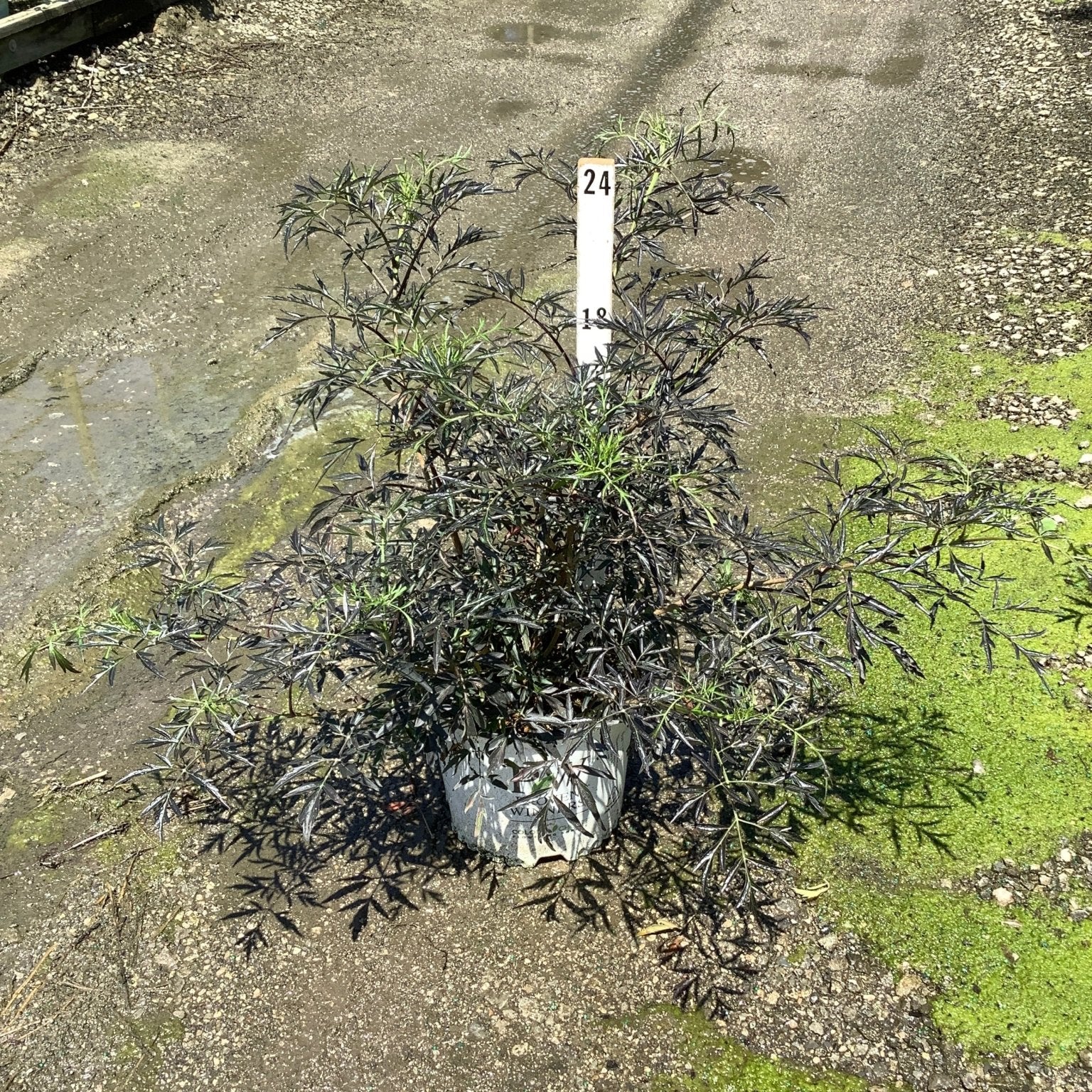 Black Lace Elderberry shrub in a #3 container displaying deep burgundy-black lacy foliage at a nursery.