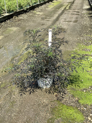 Black Lace Elderberry shrub in a #3 container displaying deep burgundy-black lacy foliage at a nursery.