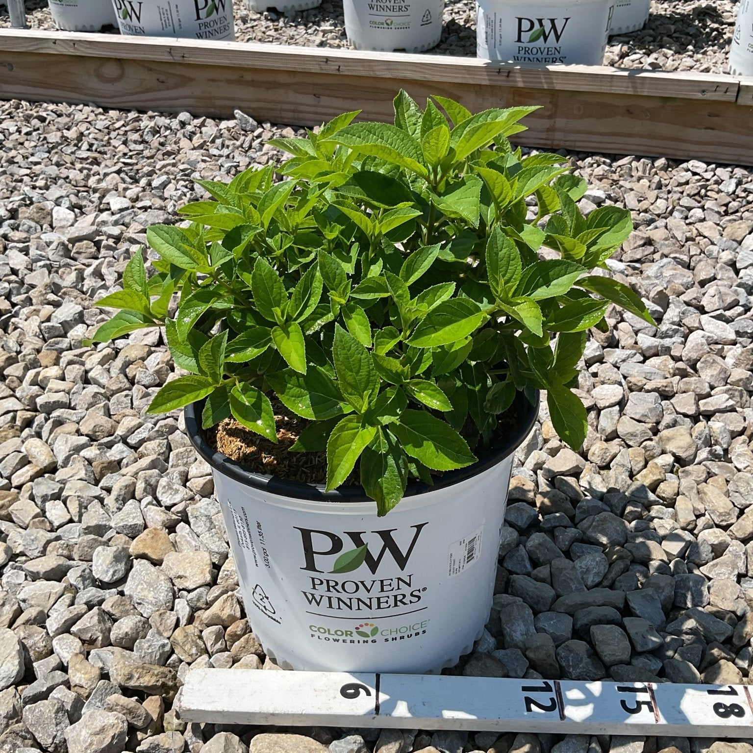 Fire Light Tidbit Panicle Hydrangea in a Proven Winners #3 container, showing dense green foliage before blooming.