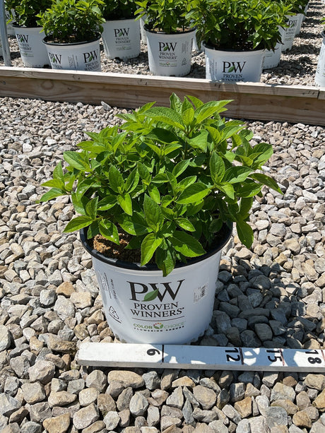 Fire Light Tidbit Panicle Hydrangea in a Proven Winners #3 container, showing dense green foliage before blooming.