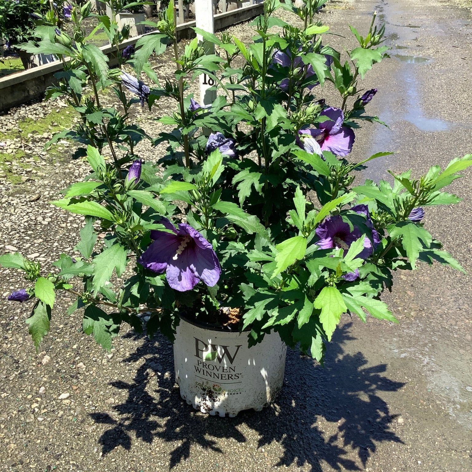 Paraplu Violet Rose of Sharon shrub covered in deep purple blooms growing in a Proven Winners #3 container at a nursery.