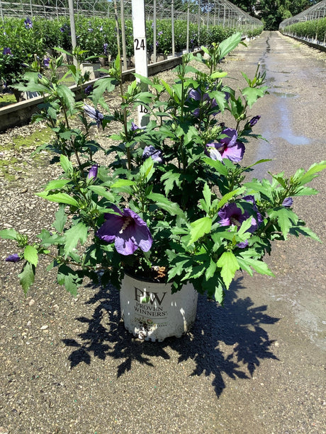 Paraplu Violet Rose of Sharon shrub covered in deep purple blooms growing in a Proven Winners #3 container at a nursery.