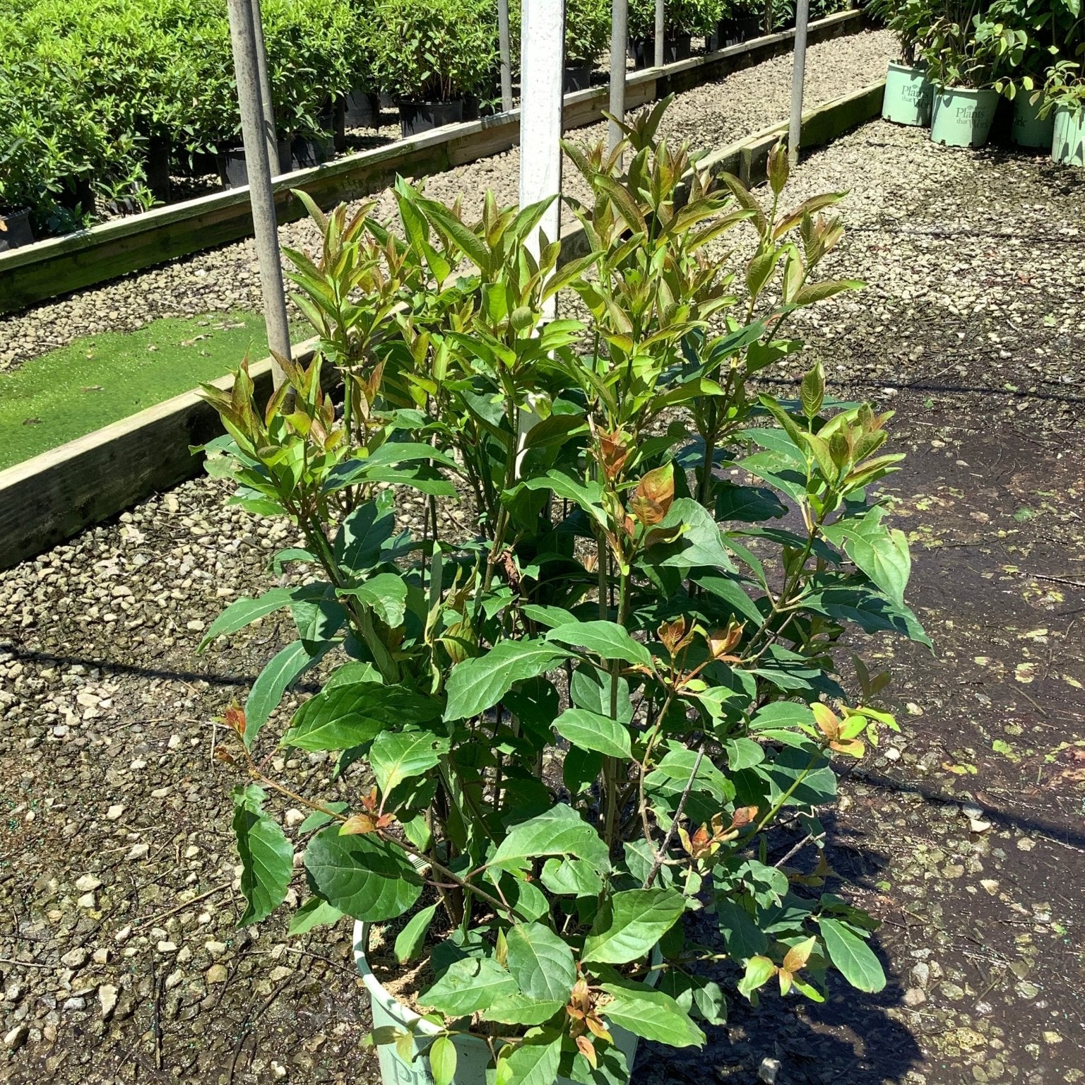 Magical Moonlight Buttonbush shrub in a #3 container showing lush green foliage with reddish new growth at a nursery.
