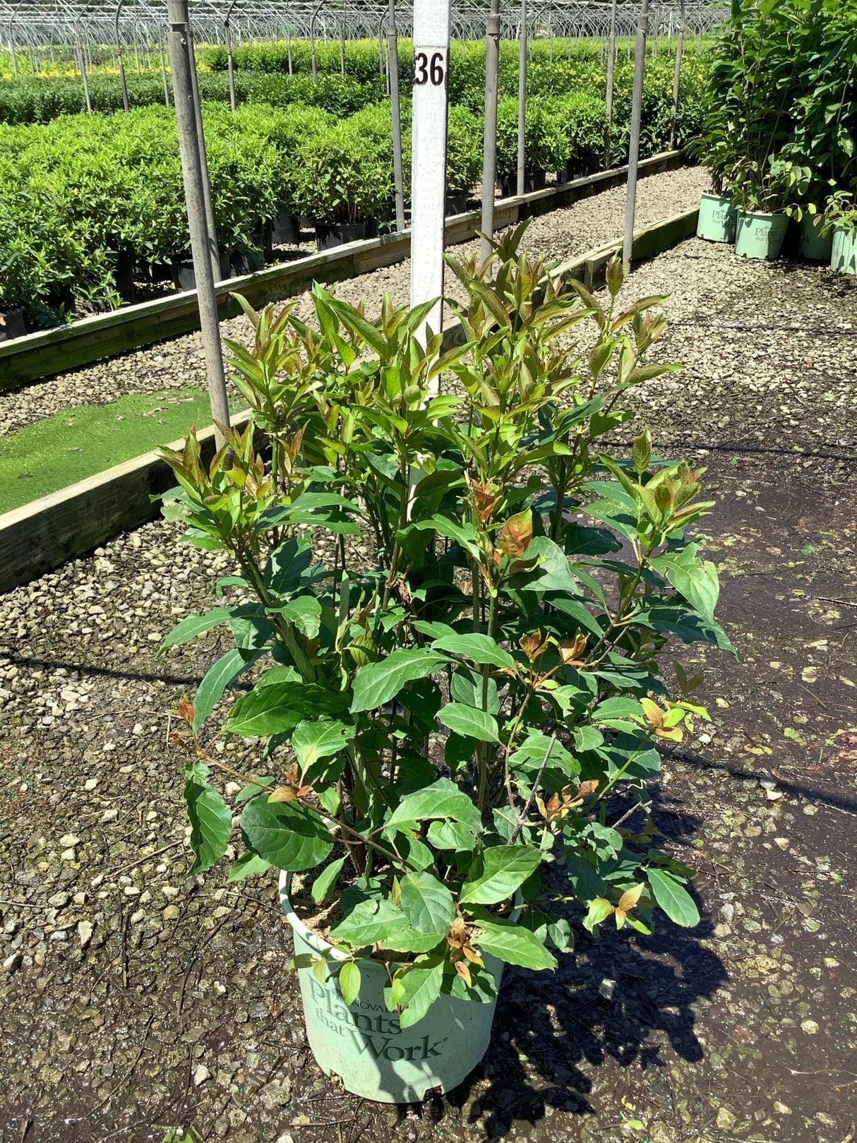 Magical Moonlight Buttonbush shrub in a #3 container showing lush green foliage with reddish new growth at a nursery.