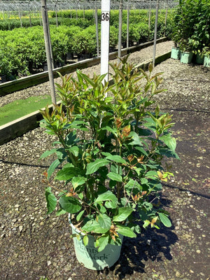 Magical Moonlight Buttonbush shrub in a #3 container showing lush green foliage with reddish new growth at a nursery.