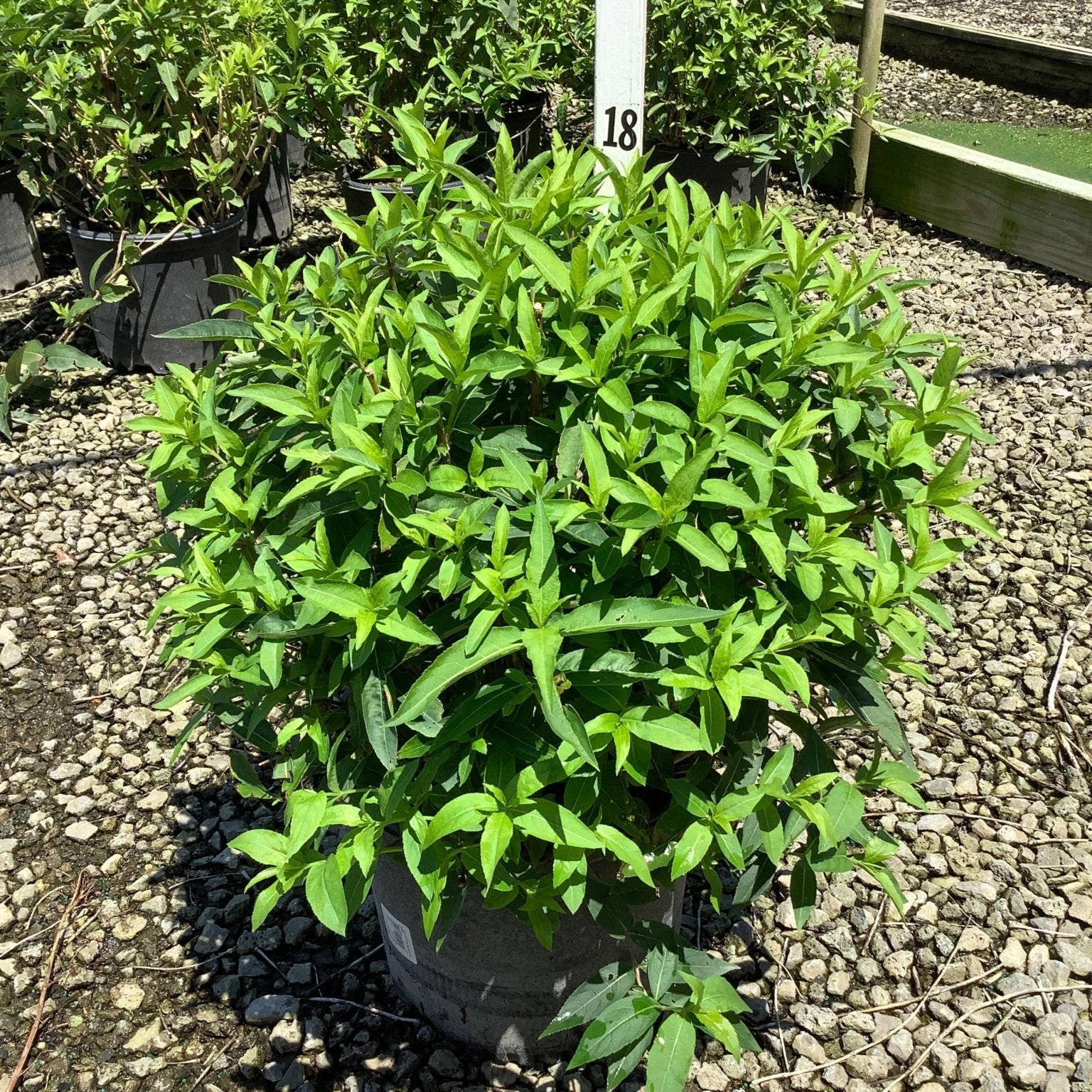 Diervilla sessilifolia Butterfly bush in a #3 nursery container, showing dense bright green foliage at a garden center.