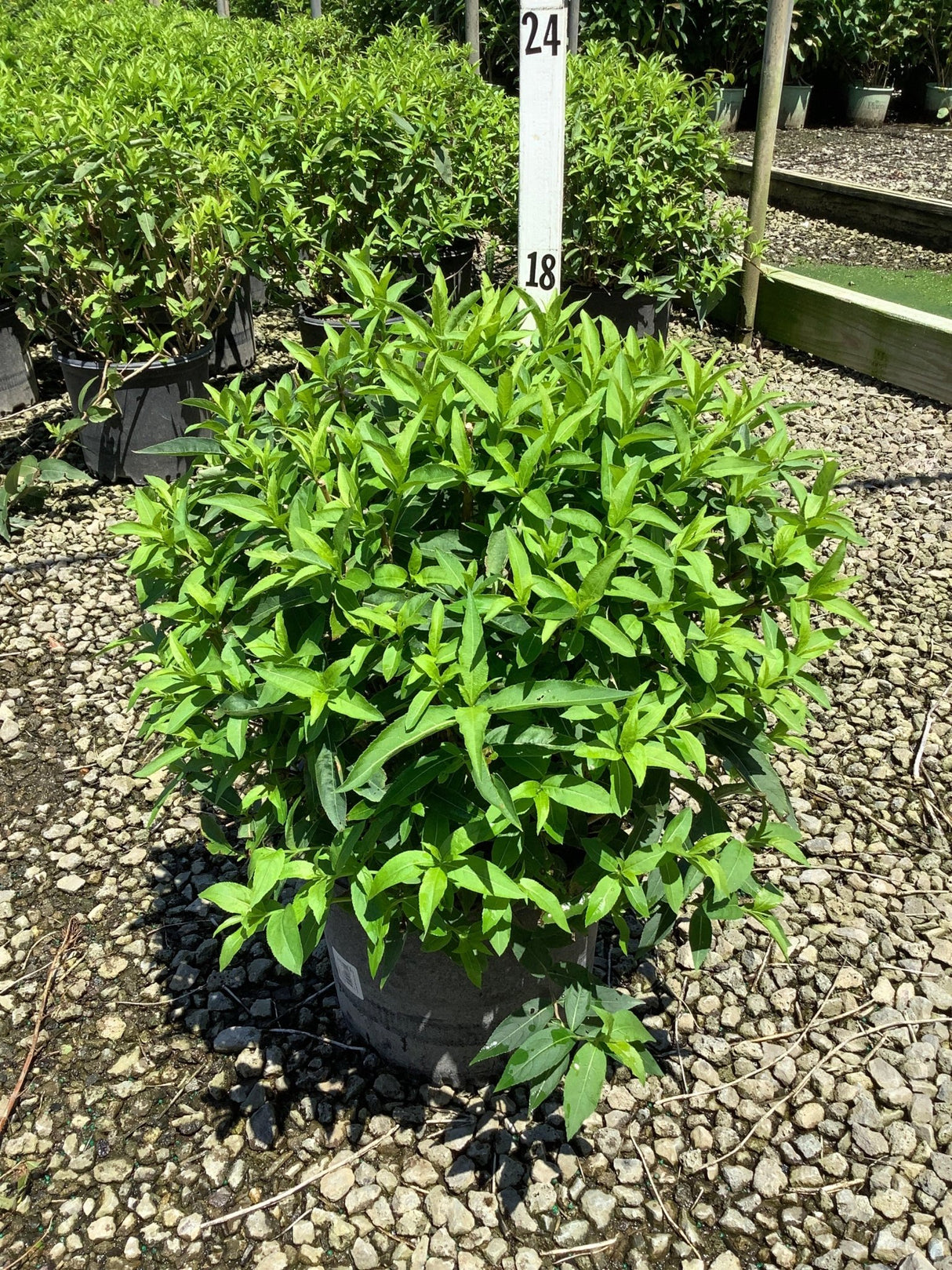 Diervilla sessilifolia Butterfly bush in a #3 nursery container, showing dense bright green foliage at a garden center.