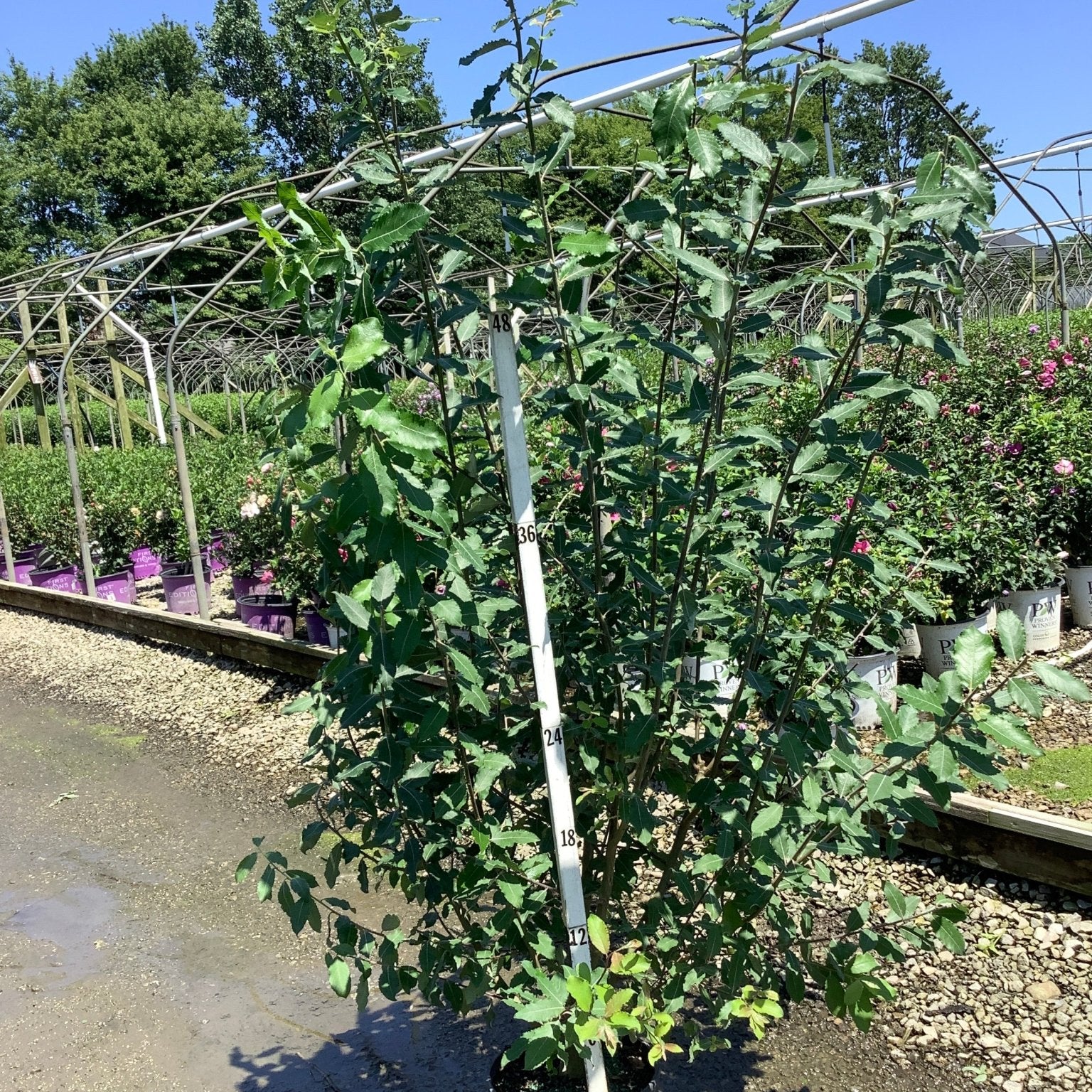 Goat Willow Pussy Willow shrub in a nursery container, showing tall upright multi-stem habit with dark green foliage.