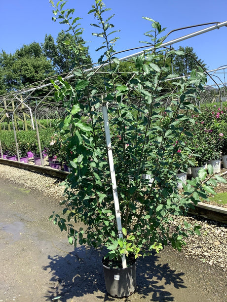 Goat Willow Pussy Willow shrub in a nursery container, showing tall upright multi-stem habit with dark green foliage.