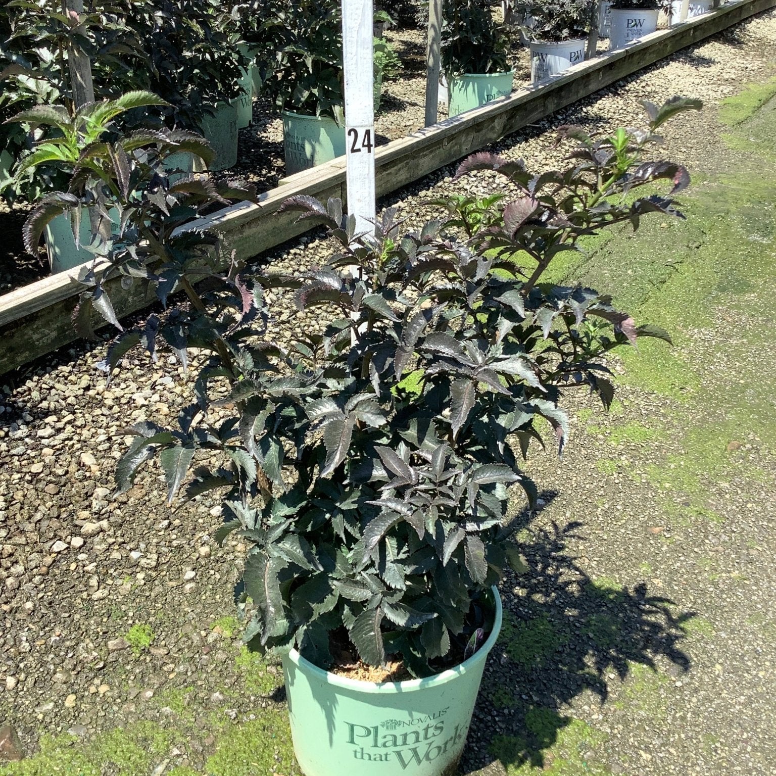 Black Tower Elderberry shrub with deep purple-black foliage growing in a #3 nursery container at a garden center.