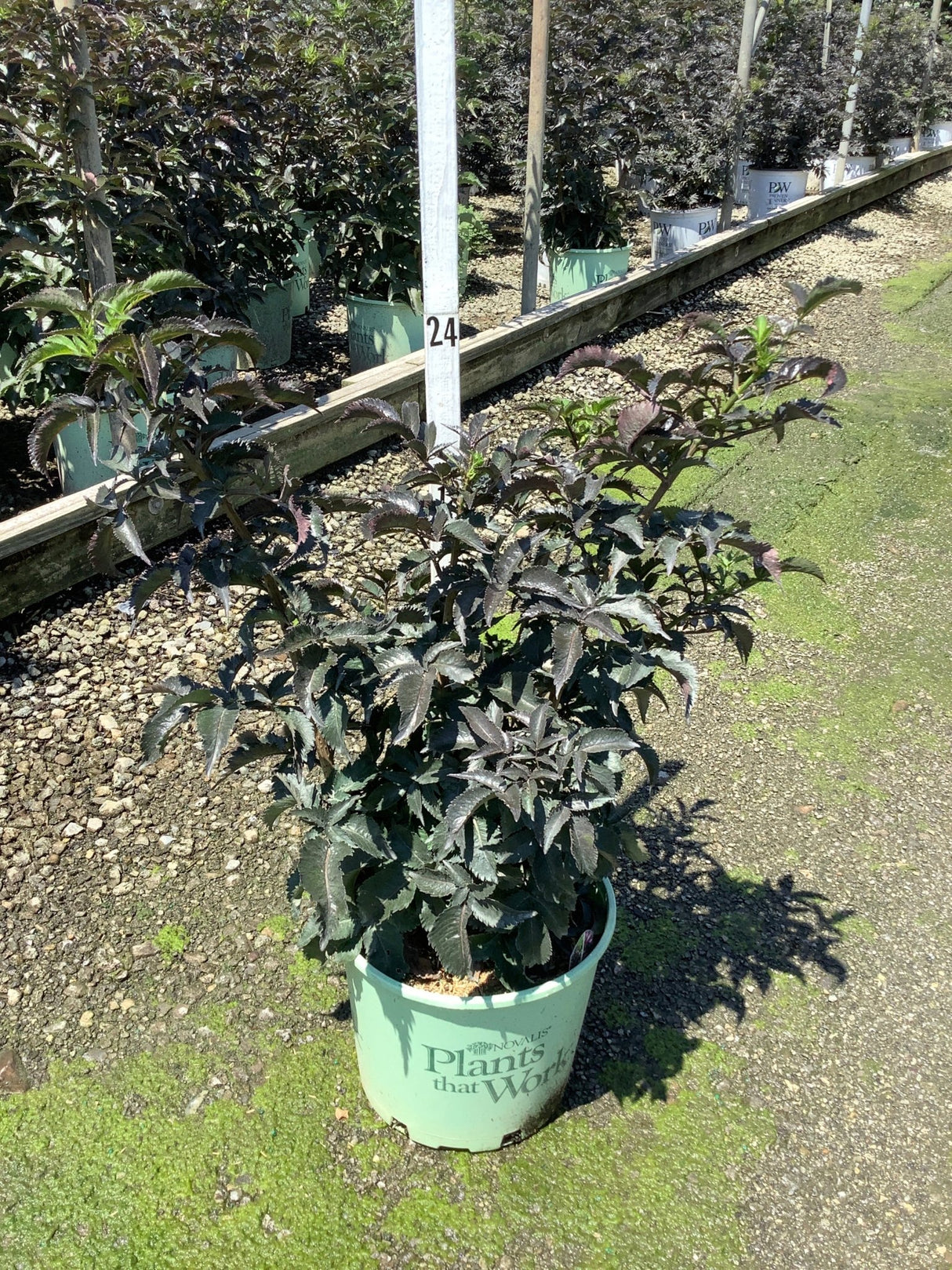 Black Tower Elderberry shrub with deep purple-black foliage growing in a #3 nursery container at a garden center.