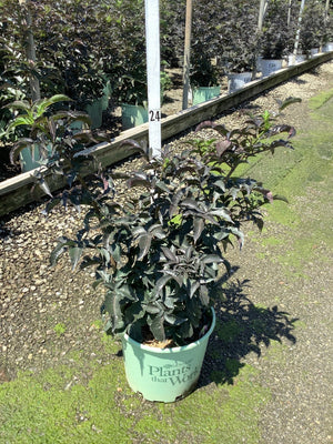 Black Tower Elderberry shrub with deep purple-black foliage growing in a #3 nursery container at a garden center.