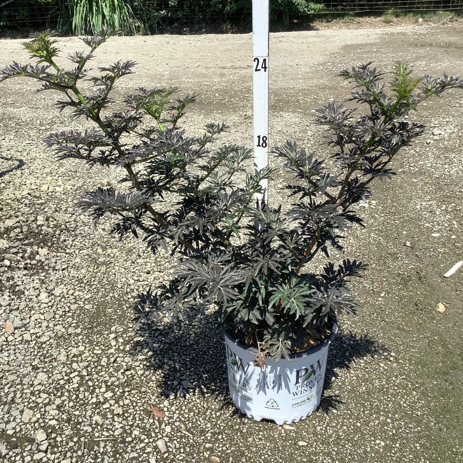 Laced Up Elderberry shrub in a Proven Winners #3 container, showing dark purple deeply dissected foliage spreading about 24 inches wide.
