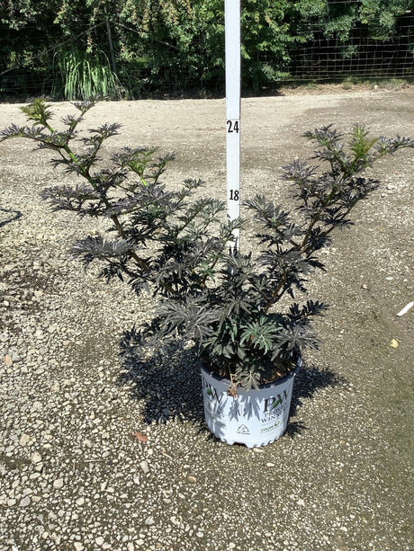 Laced Up Elderberry shrub in a Proven Winners #3 container, showing dark purple deeply dissected foliage spreading about 24 inches wide.