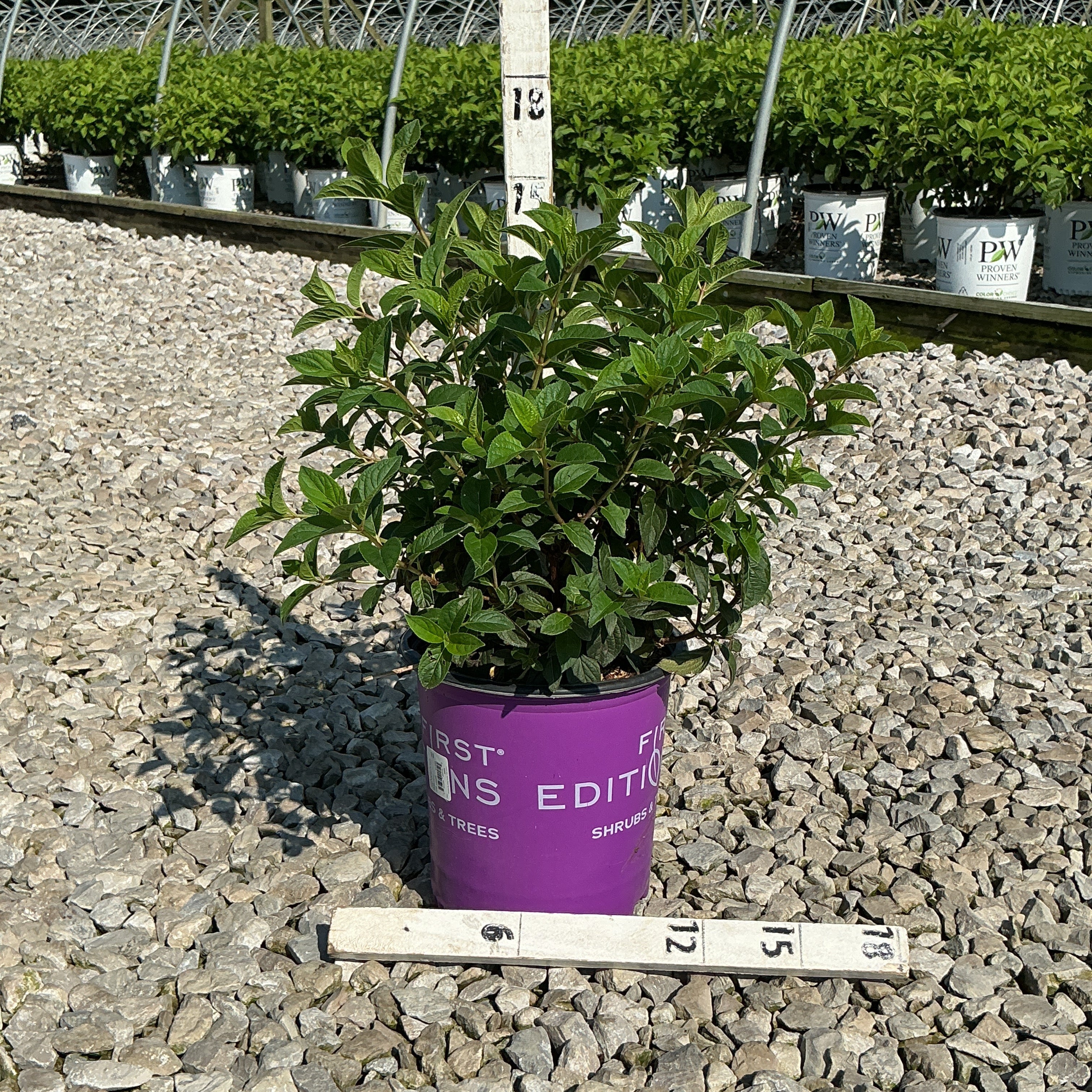 Strawberry Sundae Panicle Hydrangea in a #2 First Editions container, showing dense green foliage at a nursery.