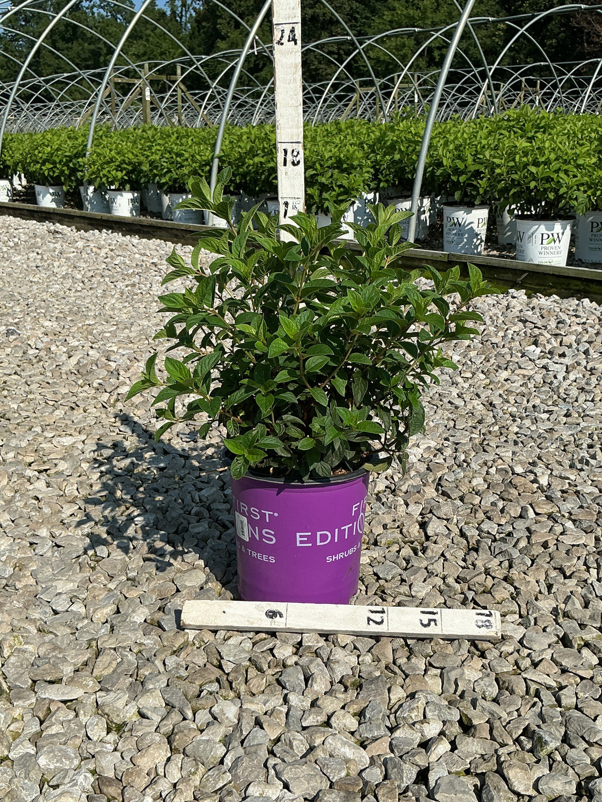 Strawberry Sundae Panicle Hydrangea in a #2 First Editions container, showing dense green foliage at a nursery.