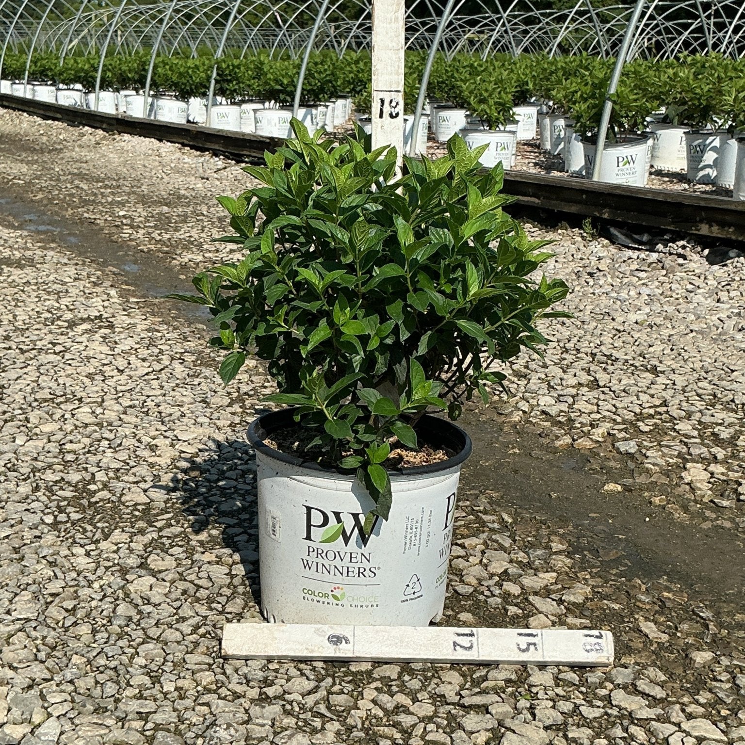 Quick Fire Fab Panicle Hydrangea shrub in a #3 Proven Winners container at a nursery growing facility.