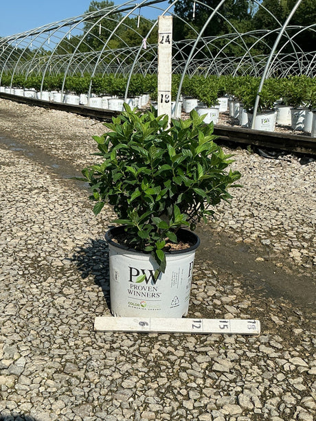Quick Fire Fab Panicle Hydrangea shrub in a #3 Proven Winners container at a nursery growing facility.