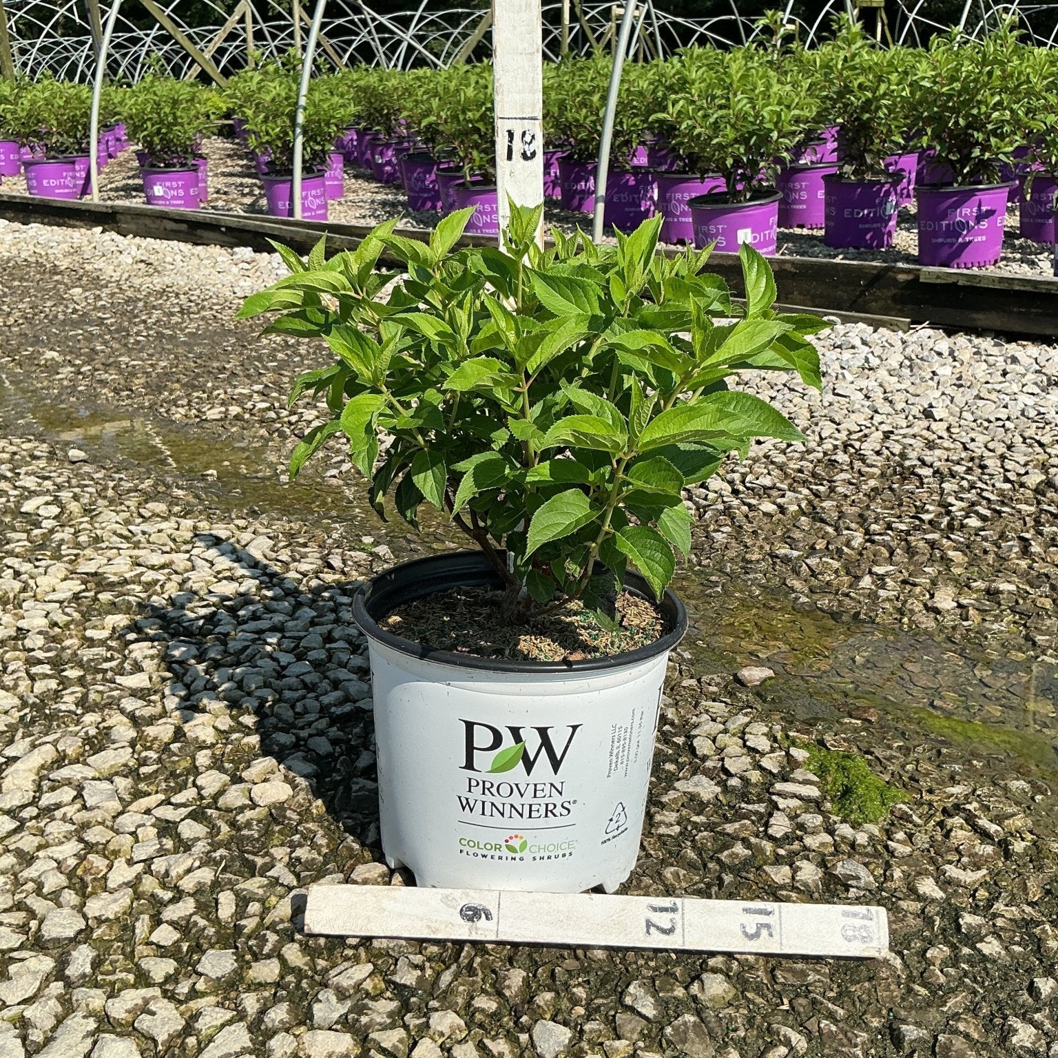 Puffer Fish Panicle Hydrangea in a #3 Proven Winners container displayed at a nursery grow yard.