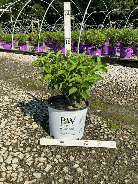 Puffer Fish Panicle Hydrangea in a #3 Proven Winners container displayed at a nursery grow yard.