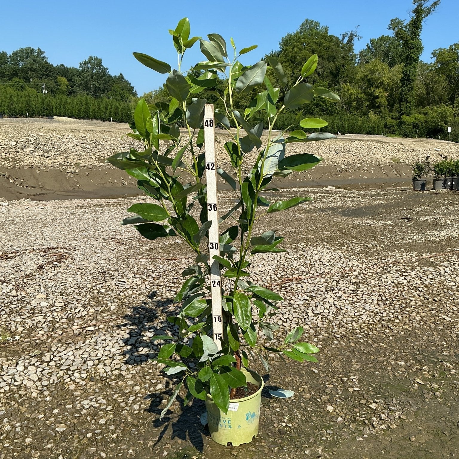 Moonglow Sweetbay Magnolia in a nursery container shown against a measurement stake reaching nearly 48 inches tall.