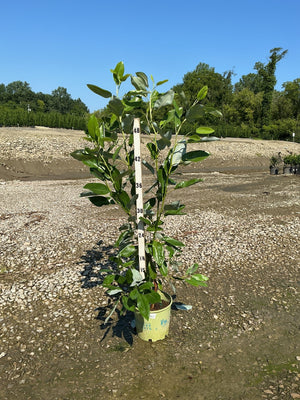 Moonglow Sweetbay Magnolia in a nursery container shown against a measurement stake reaching nearly 48 inches tall.