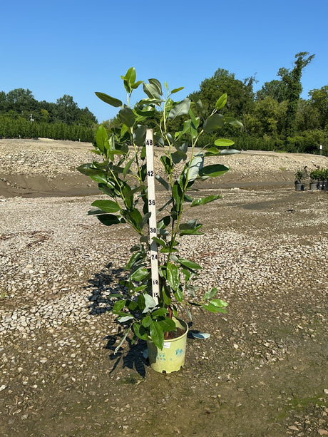 Moonglow Sweetbay Magnolia in a nursery container shown against a measurement stake reaching nearly 48 inches tall.