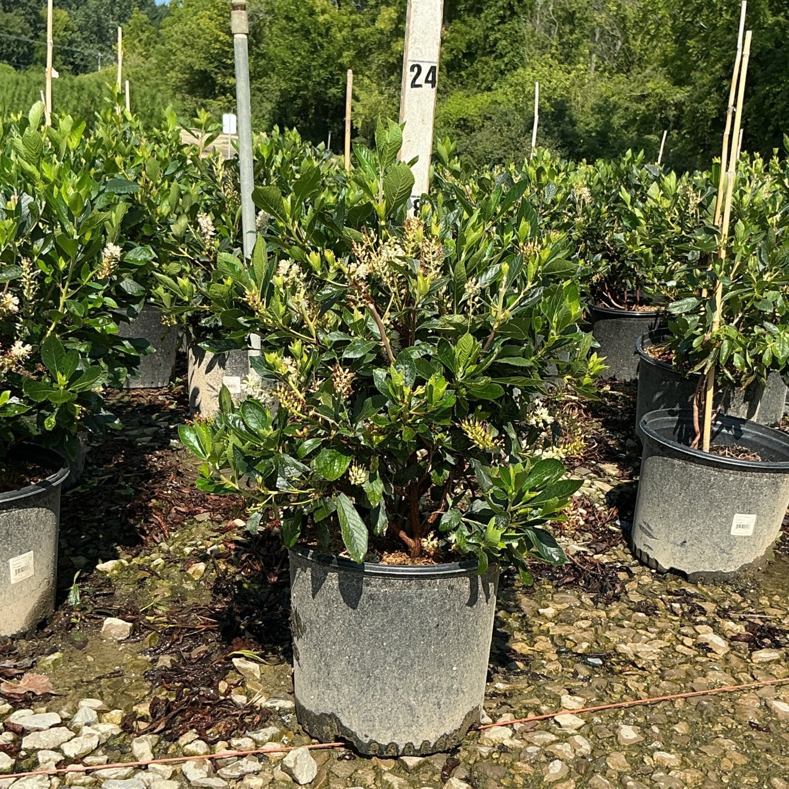 Sixteen Candles Summersweet shrub in a #3 nursery container, showing glossy foliage and white flower spikes.