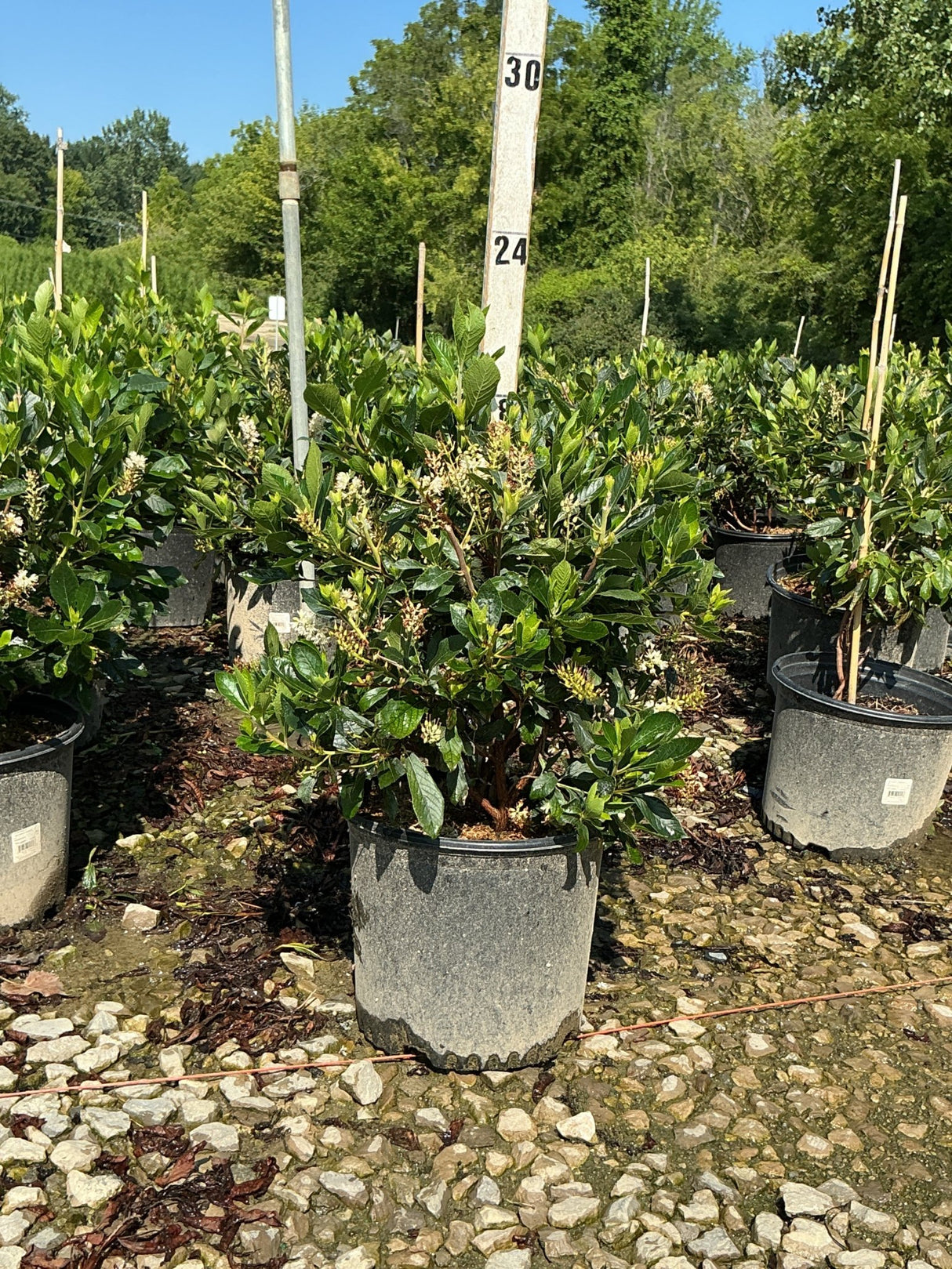 Sixteen Candles Summersweet shrub in a #3 nursery container, showing glossy foliage and white flower spikes.