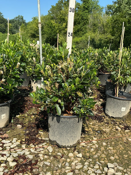 Sixteen Candles Summersweet shrub in a #3 nursery container, showing glossy foliage and white flower spikes.