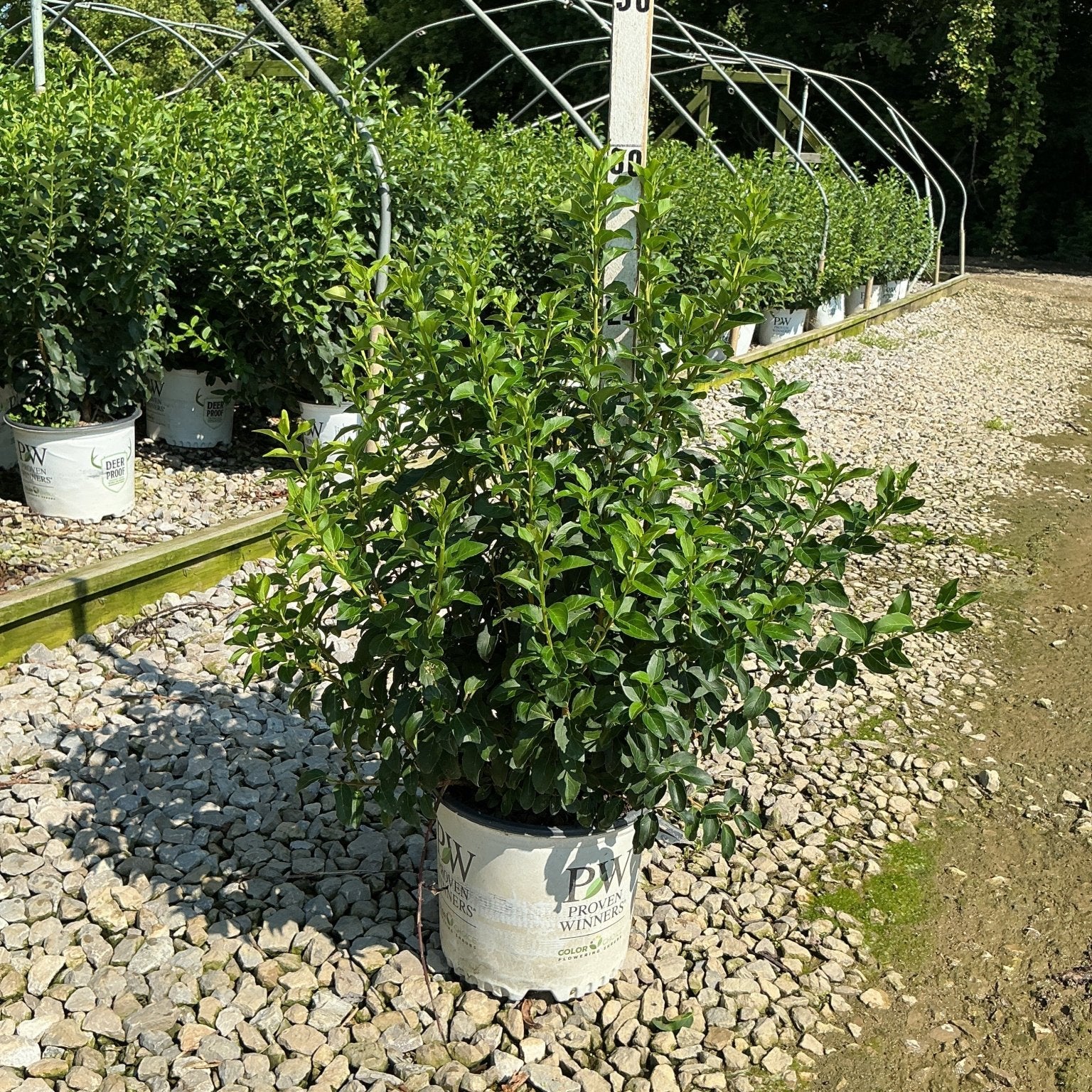 Show Off Forsythia shrub in a Proven Winners #3 container displayed at a nursery with gravel ground cover.