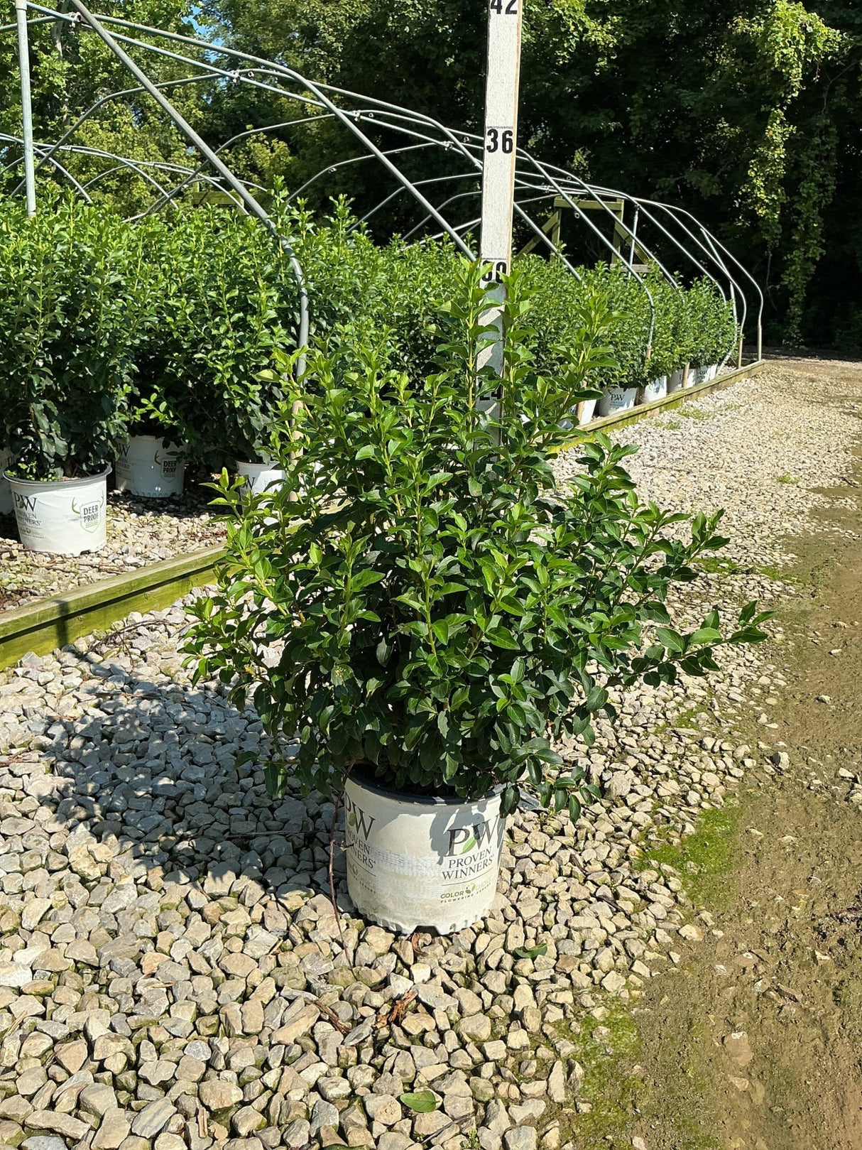 Show Off Forsythia shrub in a Proven Winners #3 container displayed at a nursery with gravel ground cover.