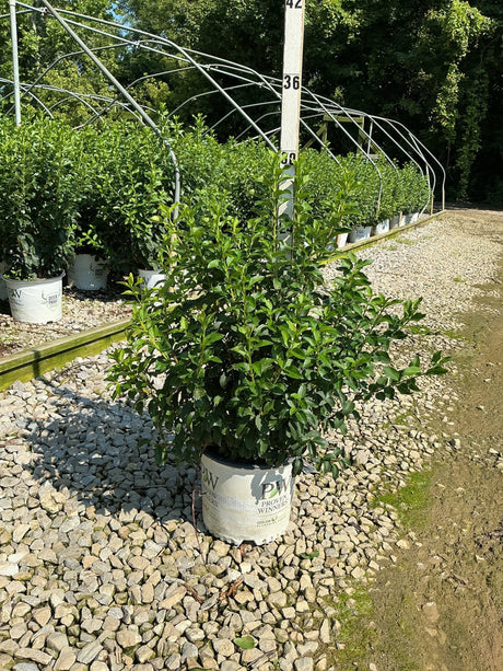 Show Off Forsythia shrub in a Proven Winners #3 container displayed at a nursery with gravel ground cover.