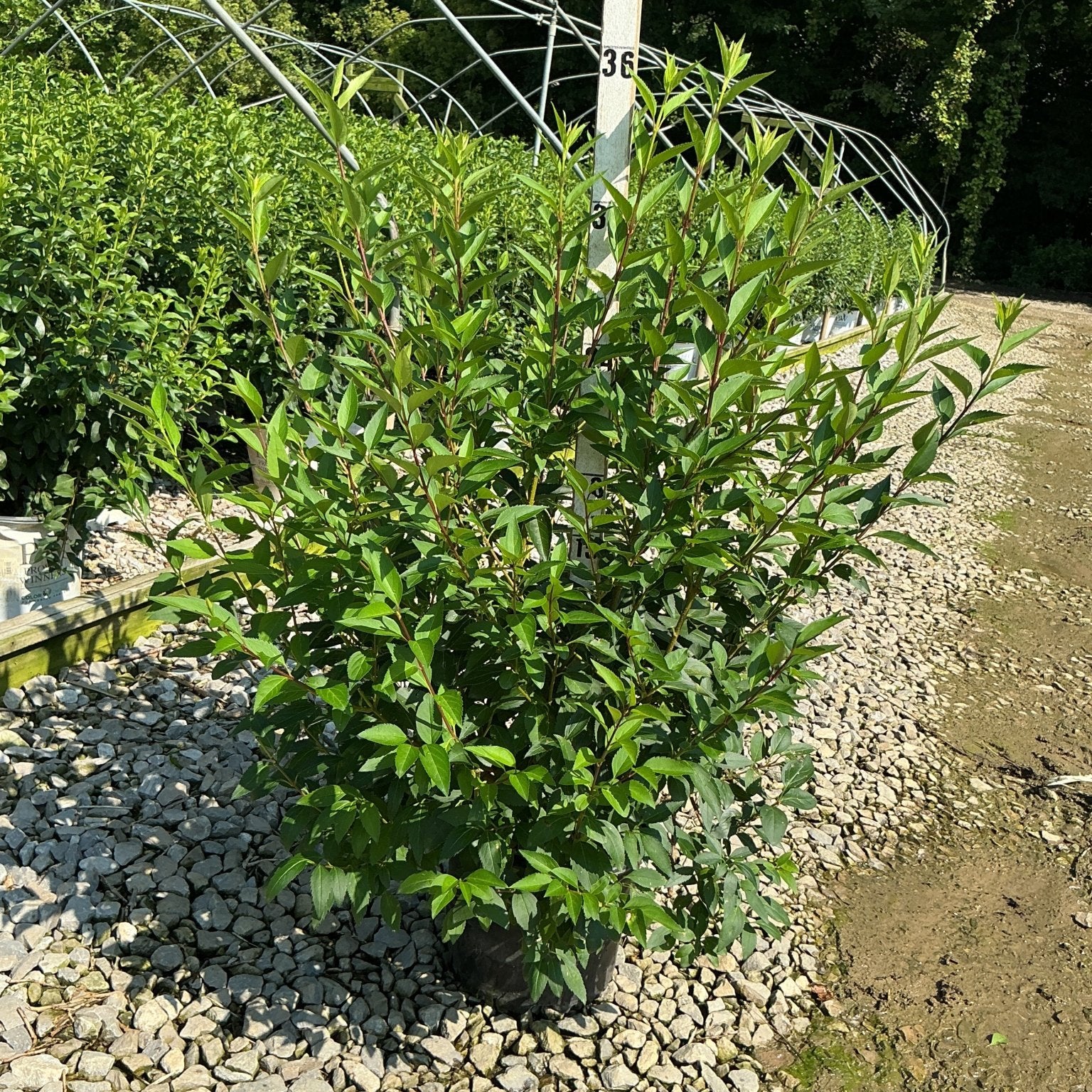 Lynwood Gold Forsythia shrub in a #3 container at a nursery, showing dense green foliage on upright arching stems.