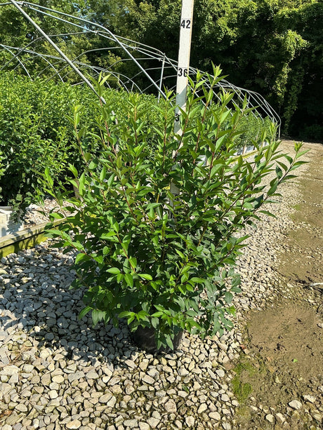 Lynwood Gold Forsythia shrub in a #3 container at a nursery, showing dense green foliage on upright arching stems.